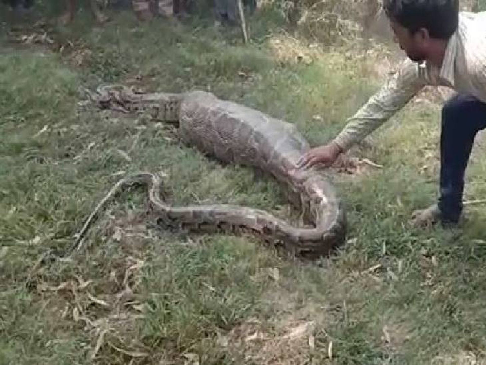 CSA में निकला 15 फीट लंबा अजगर:बकरी को निगलकर धूप में बैठा था